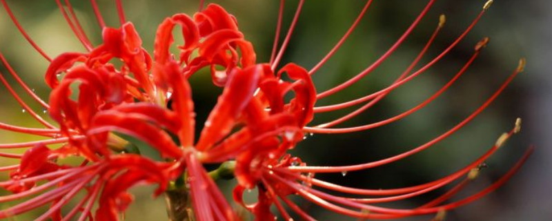 彼岸花与忽地笑的区别（忽地笑和彼岸花）