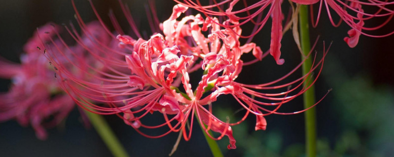 彼岸花是怎么长出来的（彼岸花是怎么长出来的?）