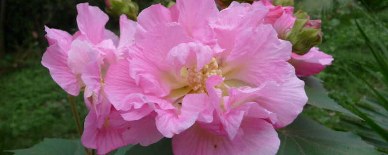 芙蓉花是怎么传插的 芙蓉花的教程