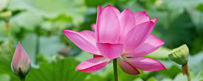 半夜莲花开可以插吗（插的莲花开了）