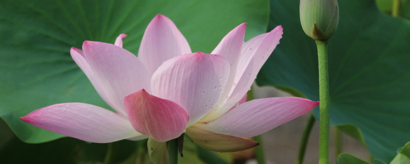 水培荷花怎样插根 水培荷花怎么种植方法 家养