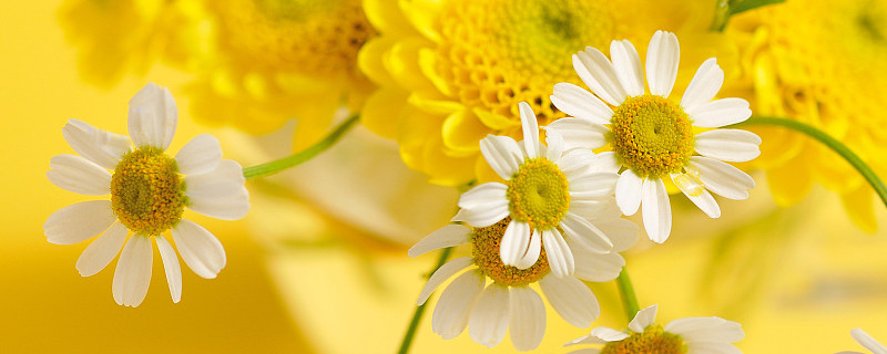 菊花是怎么传播种子的(菊花是怎么传播种子的是什么意思)