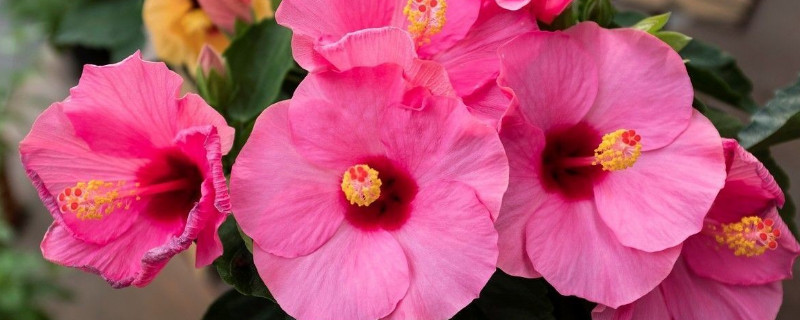 芙蓉花夏季能换盆吗（芙蓉花换盆需要注意什么）