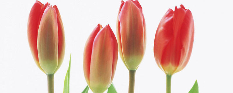 郁金香怎么留种子 郁金香花开过后如何留种子