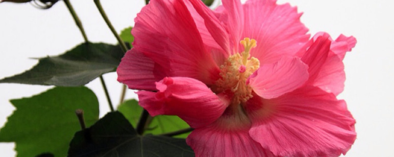 芙蓉花开花时多久施肥一次 芙蓉花多长时间施一次肥