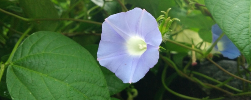 盆栽牵牛花黄叶怎么办（牵牛花叶子发黄怎么办）