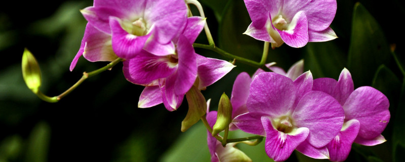 蝴蝶兰喜欢阳光吗(蝴蝶兰喜欢阳光么)