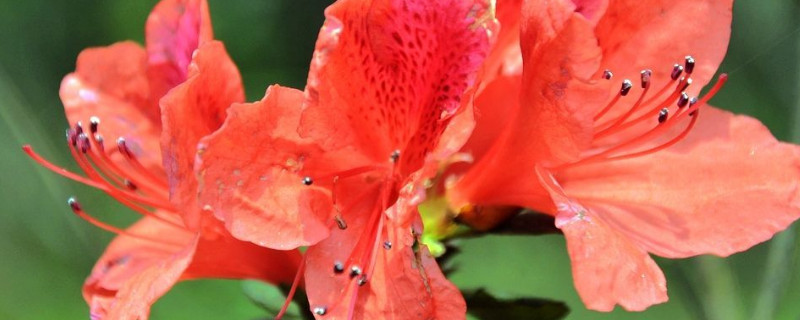 杜鹃花休眠期是什么时候 杜鹃花花期多长时间凋谢