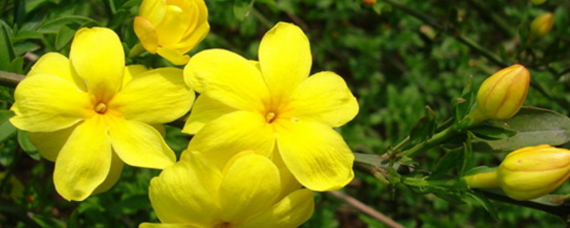 迎春花干叶怎么回事 迎春花叶片