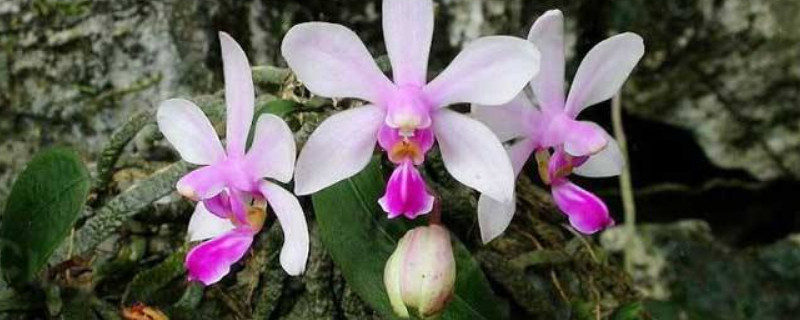 蝴蝶兰花枝断了如何救（蝴蝶兰枝子断了怎么处理）