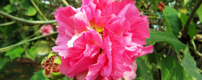 芙蓉花夏季可以水培吗