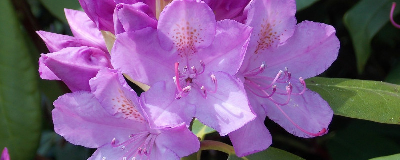 杜鹃花怎么扦插才好活（怎么扦插杜鹃花能活）