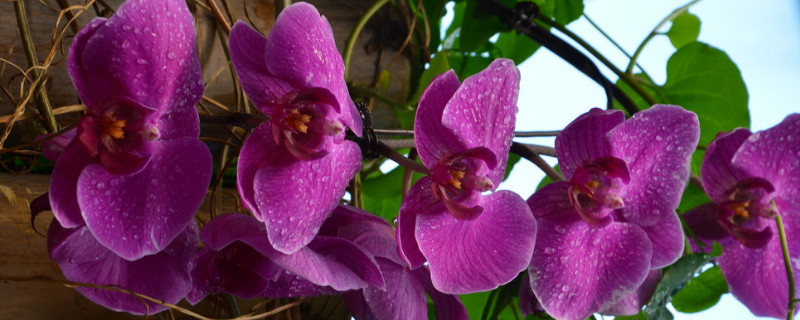 蝴蝶兰种植周期 蝴蝶兰养殖时间