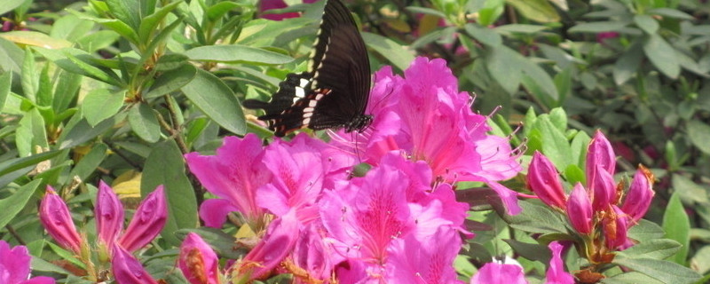 杜鹃花开完花掉叶子 杜鹃花为什么开完花就掉叶子呢