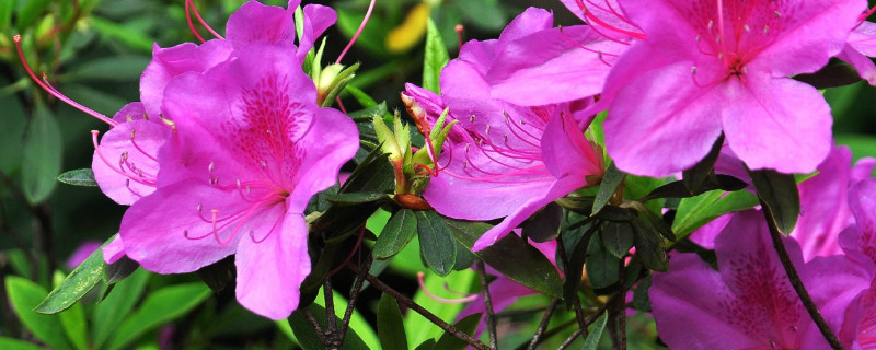 杜鹃花什么时候摘心(杜鹃花提前开花)