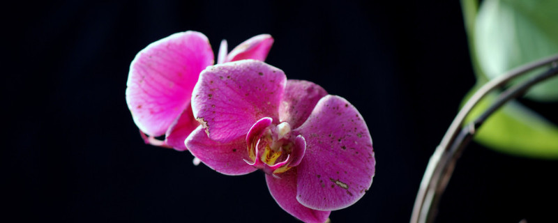 蝴蝶兰叶片有黏液是怎么回事 蝴蝶兰叶面出粘液