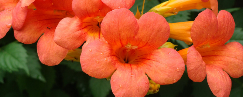 花生虫子了用什么方法能去掉(百合花生虫子了用什么方法能去掉)