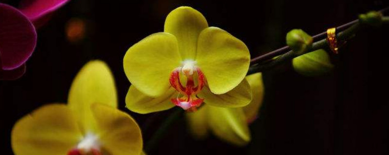 蝴蝶兰秋季怎么浇水和施肥（蝴蝶兰什么时候浇肥）