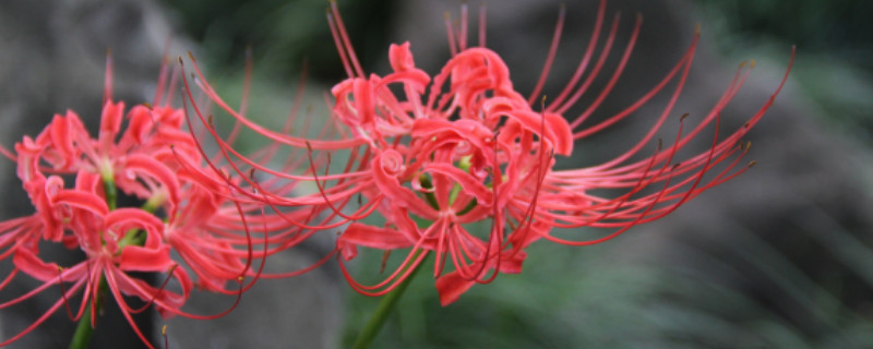 彼岸花叶子枯萎要等多久才开花 彼岸花叶子几月份叶子枯萎