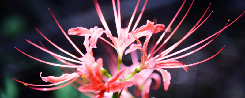 彼岸花不浇水能活多久（彼岸花休眠期用浇水吗）