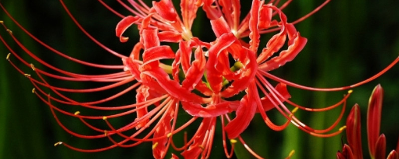 彼岸花种球烂了怎么办 彼岸花种球外皮能撕吗