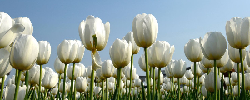 水培郁金香多久生根 水培郁金香生长过程