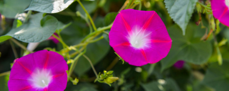 牵牛花能吃吗 牵牛花能吃吗?