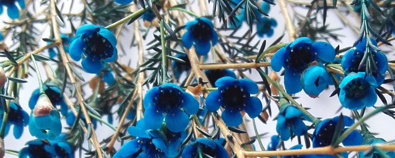 澳梅花怎么养 澳梅花怎么养才长得好