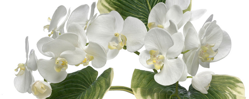 蝴蝶兰催花需要温差吗（蝴蝶兰需要低温催花苞吗?）