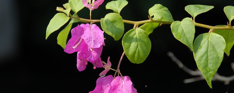 刚买回来的杜鹃花怎么处理 新买回的杜鹃花如何管理