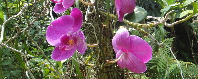 蝴蝶兰适合室内养吗(室内养蝴蝶兰好不好)