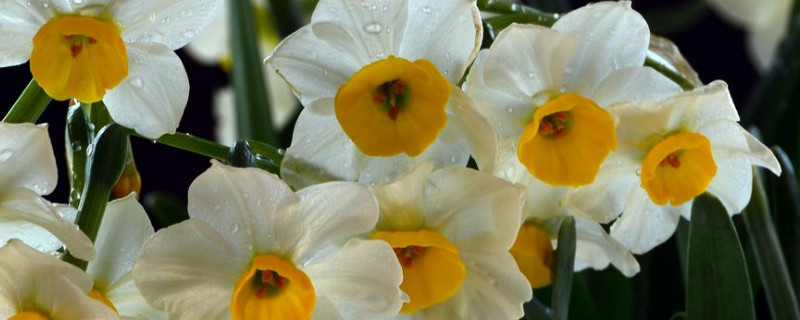 水仙沙培球种植方法 水仙土培球种植方法