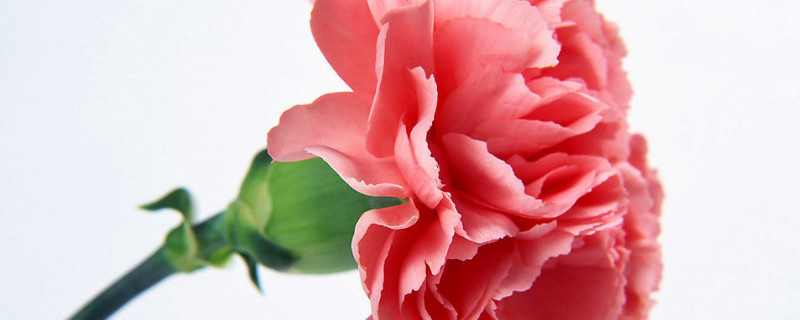 康乃馨枯了怎么回事(康乃馨有点枯还能活吗)