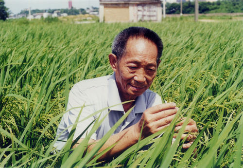 袁隆平杂交水稻取得成功历史时期 袁隆平 杂交水稻 历史时期