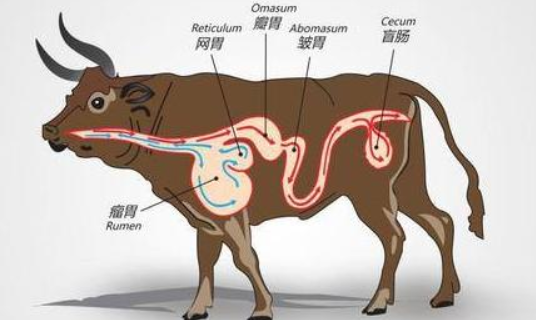 牛的四个胃分别叫什么名字 牛的四个胃都叫什么名字