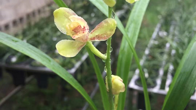 兰花水苔简易种植方法（兰花水苔怎样种植）