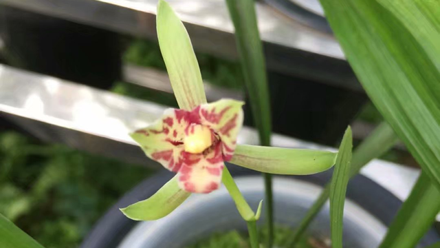 兰花种植用什么土壤最好（兰花的养殖用什么样的土壤）