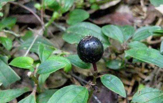 地菍的功效与作用，地菍的副作用 地菍的功效与作用及食用方法