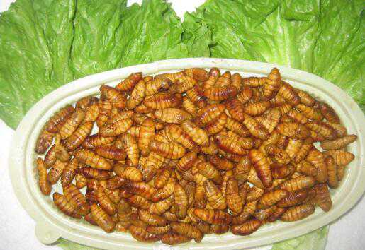 金丝蛹怎么做好吃，金丝蛹的食用方法方式