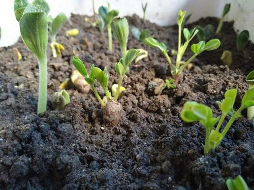 花生怎么种植方法 花生怎么种植方法才增产