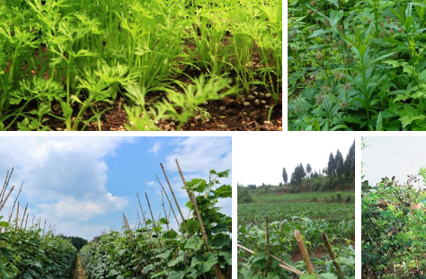 农村种植致富好项目（农村种植致富好项目,种植生产,教技术）