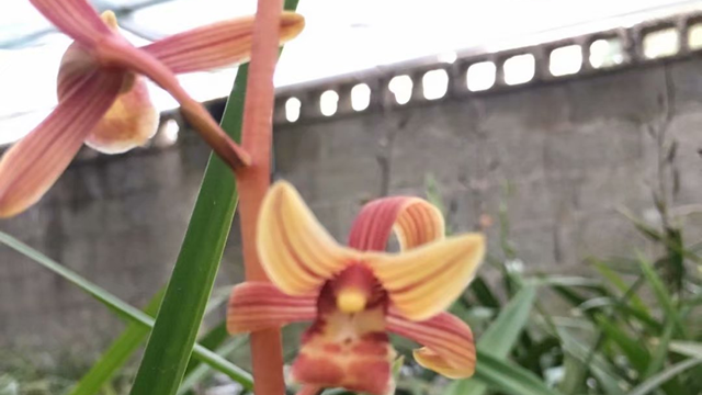 兰花开花期间怎么浇水（兰花开花期间怎么浇水好）