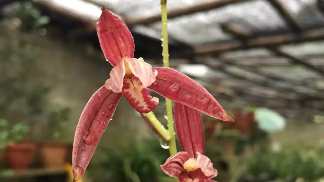 醉美人兰花特点（醉美人兰花介绍）