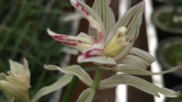 兰花的寓意和风水 兰花的寓意和风水及摆放位置