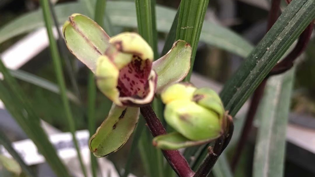 兰花种植关键技术点（兰花栽培技术要点）