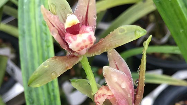 建兰金荷如何种植（建兰金荷如何种植和管理）