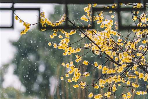 12月份种什么花（12月份种什么花才是最佳时间）