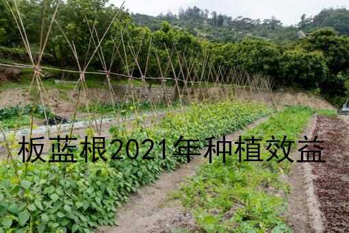 板蓝根收购价多少钱一斤 板蓝根收购价格最新价格