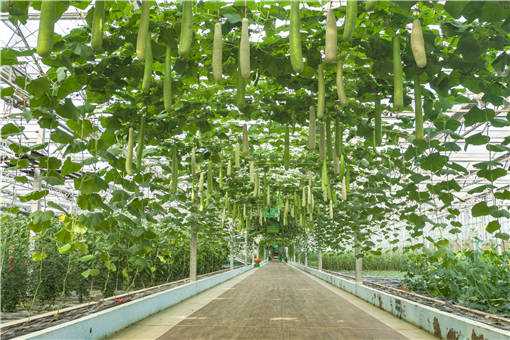 夏季大棚蔬菜高产技术有哪些 夏季大棚蔬菜高产技术有哪些方法