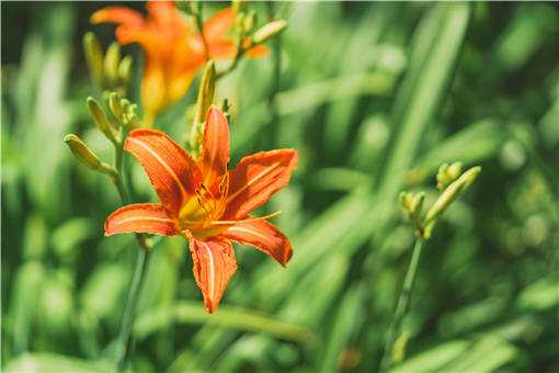 2020年黄花菜的种植前景如何（黄花菜种植效益怎么样）